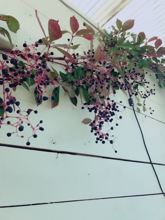 d0183522_10375435.jpeg