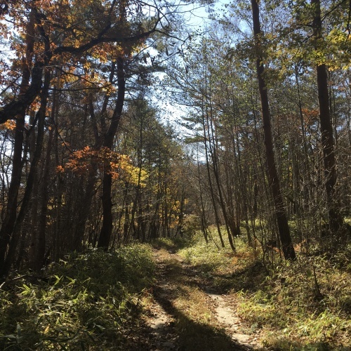 a0291132_12250605.jpeg