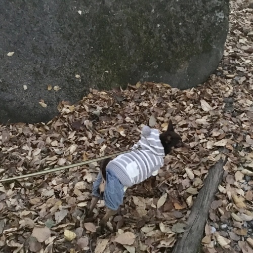 a0291132_12372874.jpeg