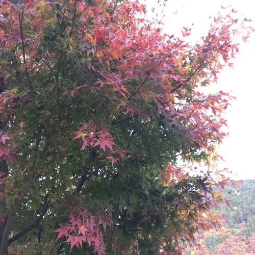 a0291132_19255953.jpeg