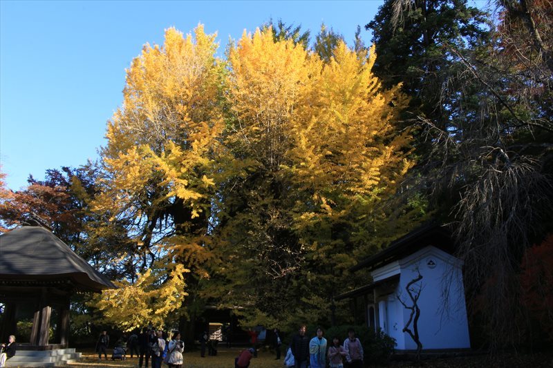 秋の女子会2　秋川散歩_a0379133_17583723.jpg