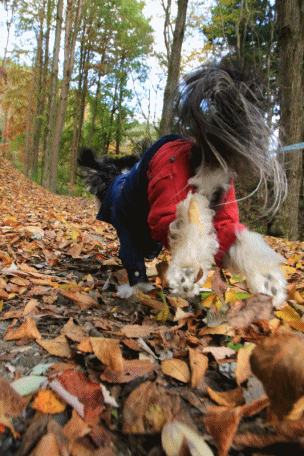 c0145250_09262561.gif
