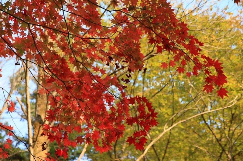 c0145250_09263325.jpg
