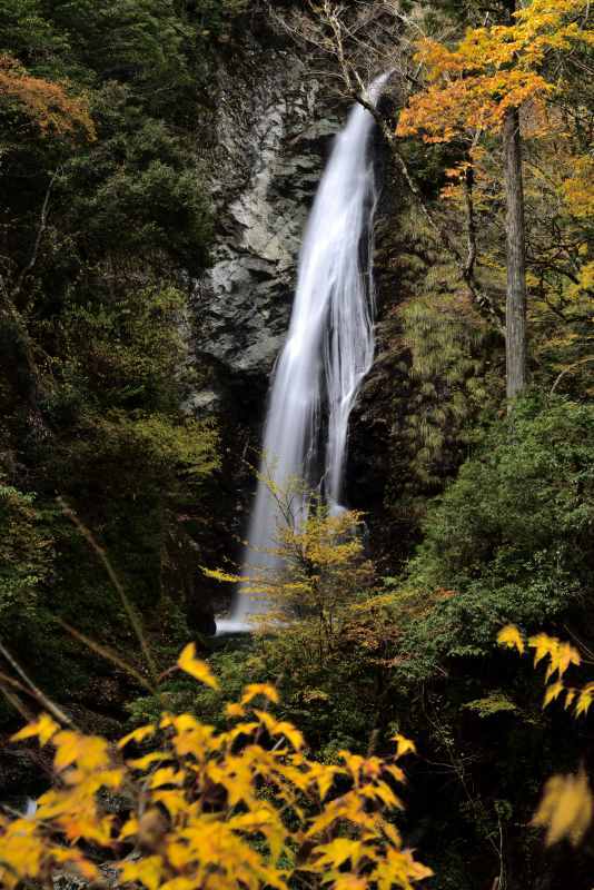 紅葉 13　　　兵庫県_d0286954_18032308.jpg