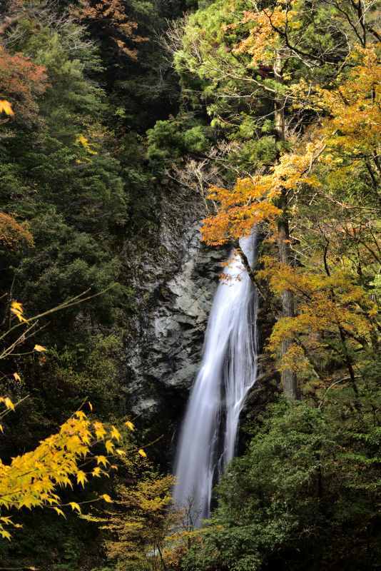 紅葉 13　　　兵庫県_d0286954_18032983.jpg