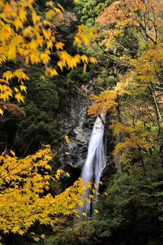 紅葉 13　　　兵庫県_d0286954_18033413.jpg