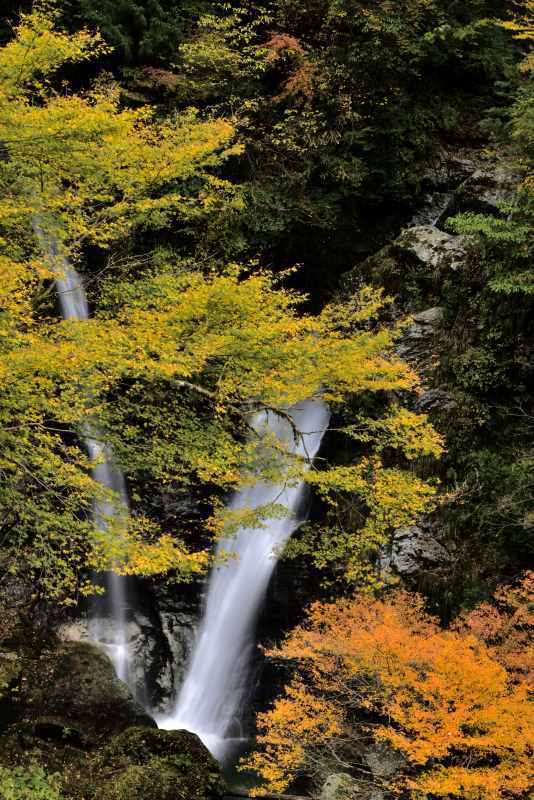 紅葉 13　　　兵庫県_d0286954_18033994.jpg