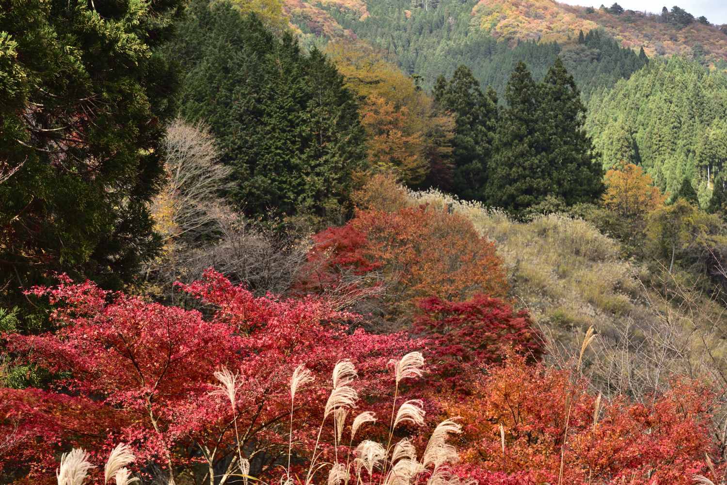 紅葉 13　　　兵庫県_d0286954_18034557.jpg