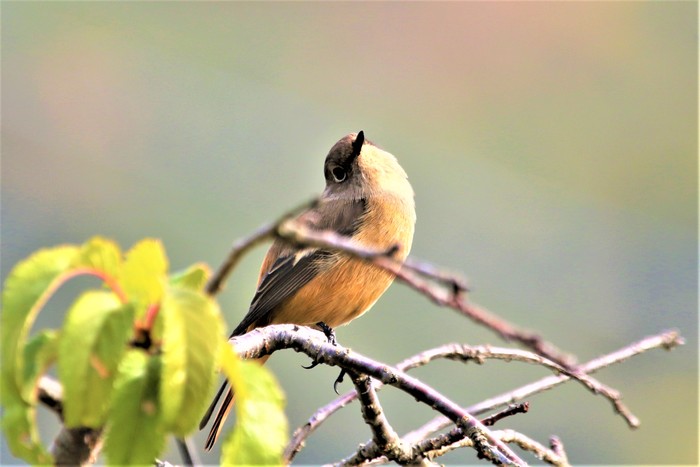 庭の野鳥達_f0106759_6324018.jpg