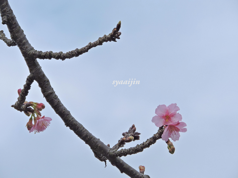やはり 桜咲いてましたよ ♪_d0251161_16042434.jpg