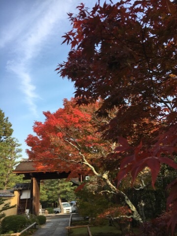 大徳寺から今宮神社の紅葉🍁_f0363168_17485458.jpg