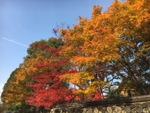 大徳寺から今宮神社の紅葉🍁_f0363168_17512310.jpg