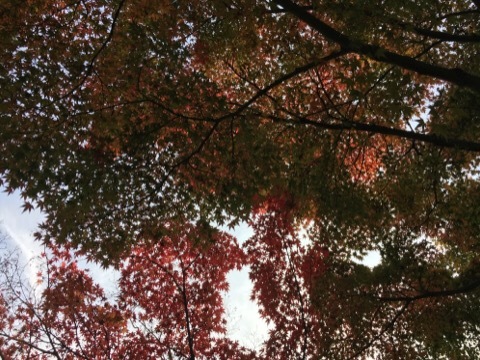 大徳寺から今宮神社の紅葉🍁_f0363168_17551272.jpg