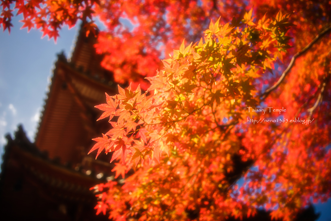 太山寺の紅葉_b0259669_21550088.jpg