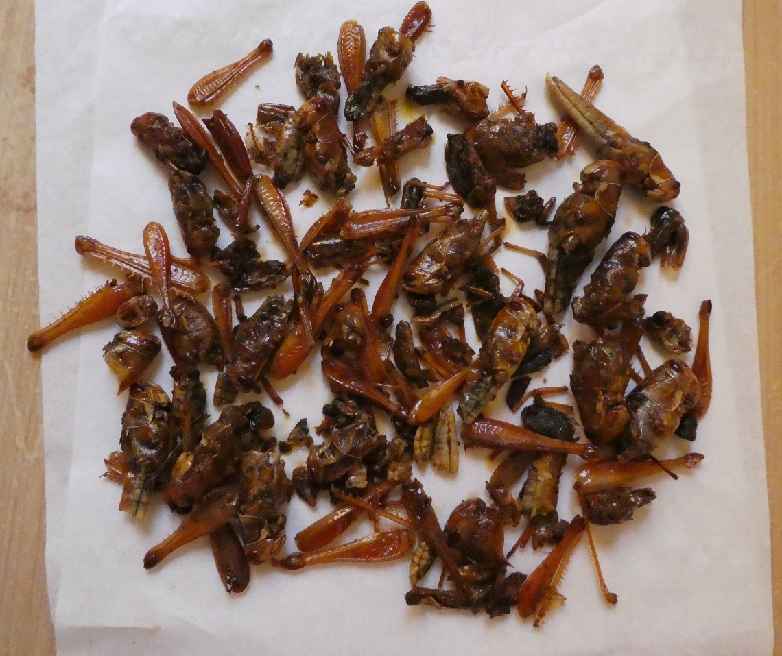 サバクトビバッタを食す アフリカに 思いやり サバクトビバッタを食す アフリカに 思いやり