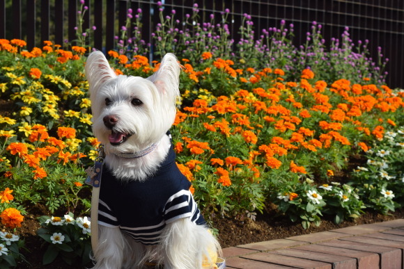 ♪ ダニエル 久しぶりの昭和記念公園～(#^^#) ♪_b0242873_23351606.jpg