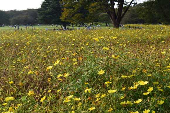 ♪ ダニエル 久しぶりの昭和記念公園～(#^^#) ♪_b0242873_23403918.jpg