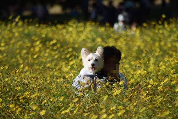 ♪ ダニエル 久しぶりの昭和記念公園～(#^^#) ♪_b0242873_23495665.png