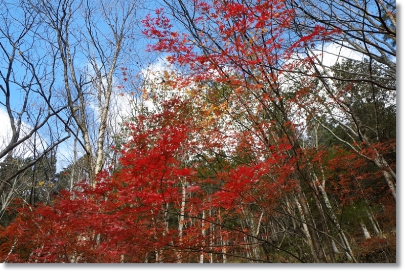 紅葉_c0054876_15193869.jpg