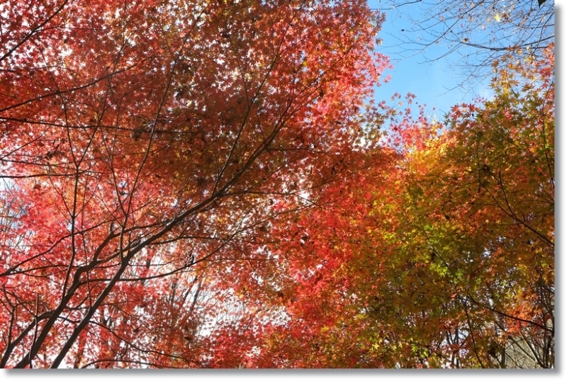 紅葉_c0054876_15195191.jpg