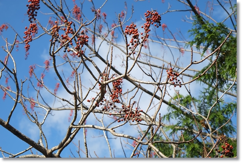 紅葉_c0054876_15202496.jpg