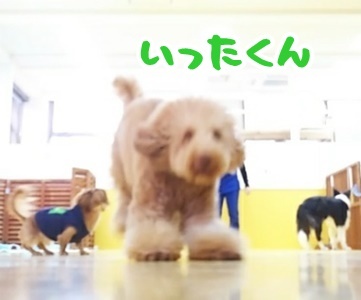 今日も楽しいドックラン♪_f0357682_12171946.jpg