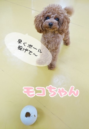 今日も楽しいドックラン♪_f0357682_12180897.jpg