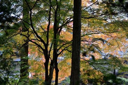 金剛峯寺付近の紅葉_c0229483_19114144.jpg