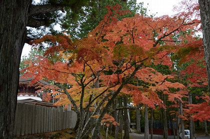 金剛峯寺付近の紅葉_c0229483_191211.jpg