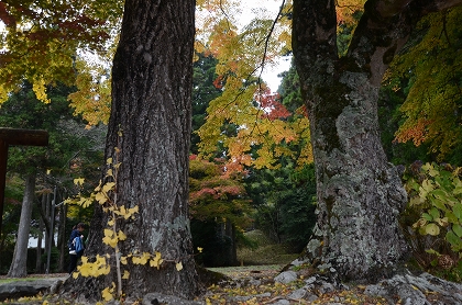 金剛峯寺付近の紅葉_c0229483_191825.jpg