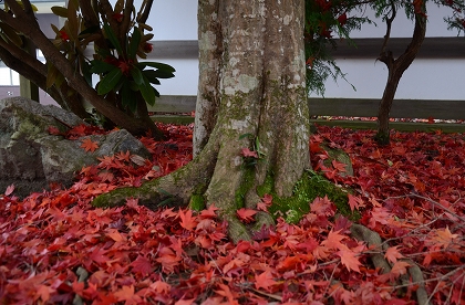 金剛峯寺付近の紅葉_c0229483_19193242.jpg