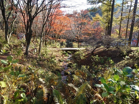 六甲高山植物園で紅葉とアートに親しむ③_d0076283_16142503.jpg