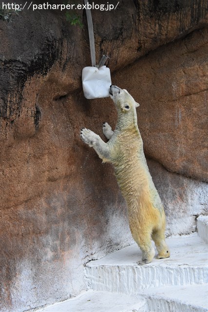 ２０１７年１０月　天王寺動物園　その３ Shilkaとオヤツ_a0052986_7352067.jpg