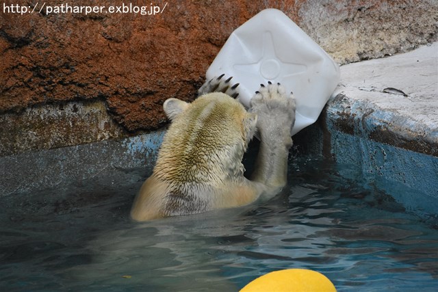 ２０１７年１０月　天王寺動物園　その３ Shilkaとオヤツ_a0052986_7463662.jpg