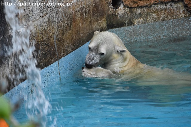 ２０１７年１０月　天王寺動物園　その３ Shilkaとオヤツ_a0052986_747236.jpg