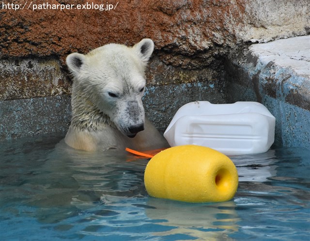 ２０１７年１０月　天王寺動物園　その３ Shilkaとオヤツ_a0052986_748545.jpg