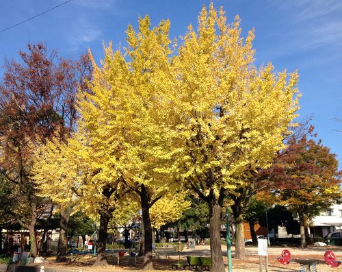 仲田公園と千種公園の紅葉（11月17日）_d0021786_22161555.jpg