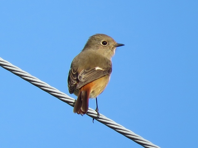 鳥少々と孫の音楽発表会など。_f0357487_23545599.jpg