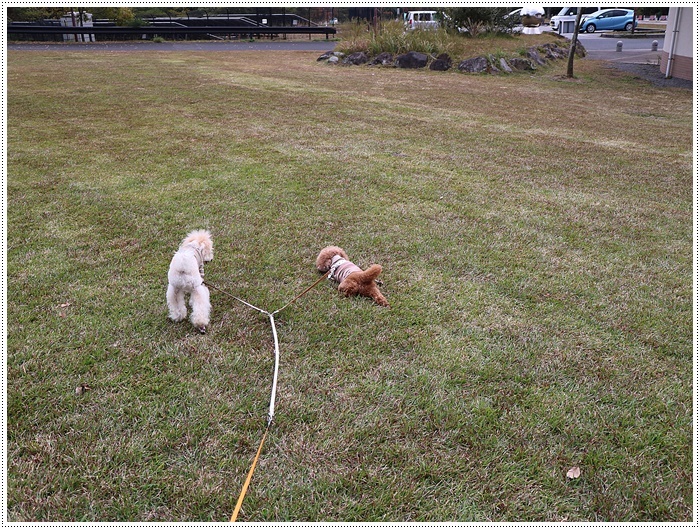 こちらの公園、２０１９年開催のラグビーワールドカップ、ニュージーランドの試合もあるんですよ～_b0175688_00233106.jpg