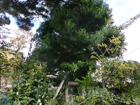 e0159192_2051302.jpg
