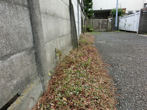e0159192_20571537.jpg