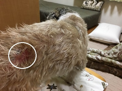 王子のレッグウォーマー作ってみてんけど ぷこログ4 王子のレッグウォーマー作ってみてんけど ぷこログ4