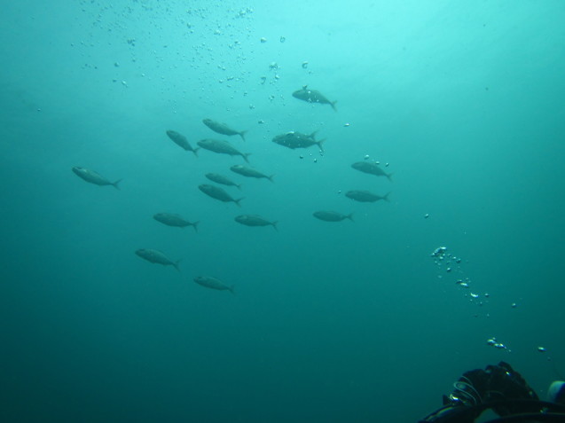 e0115199_20321121.jpg