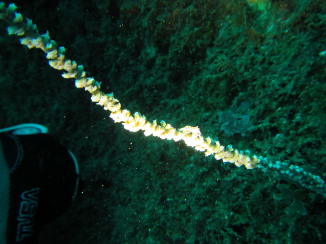 e0115199_20333514.jpg