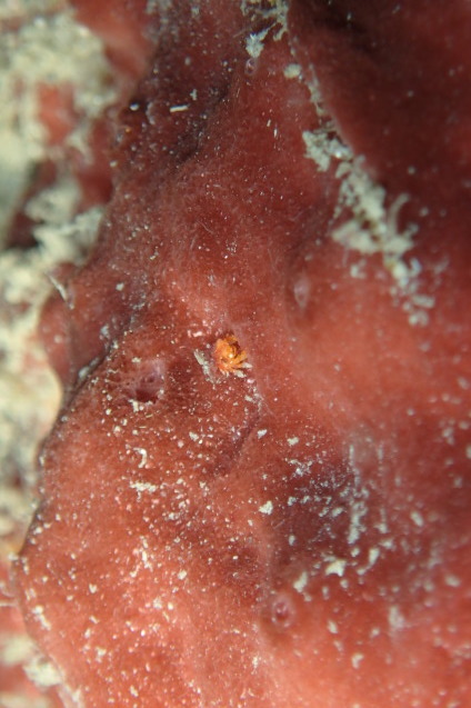 e0115199_20421800.jpg
