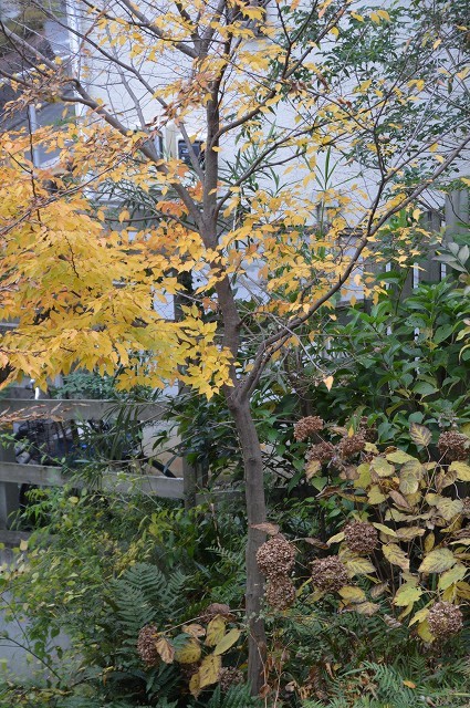 気温がぐっと下がった…11月18日の庭。_c0124100_22331838.jpg