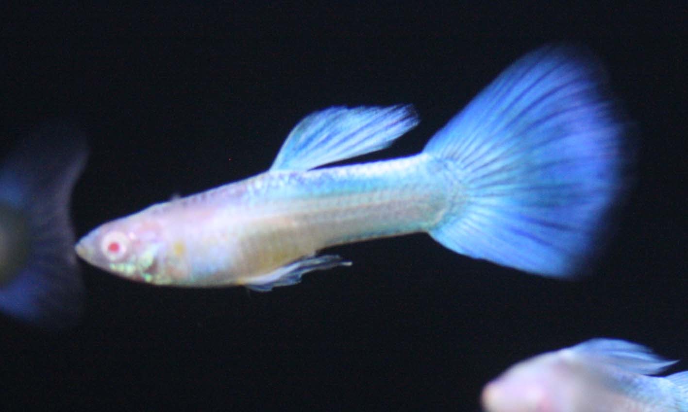 ビーボックスアクアリウム 熱帯魚情報