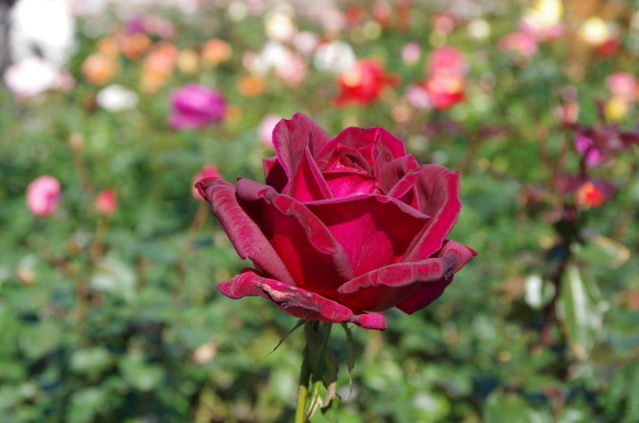 b0356401_21100700.jpg