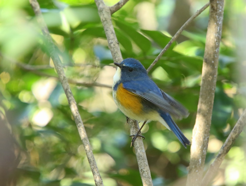 幸せを運ぶ青い鳥に会えました その2 ぶらり探鳥