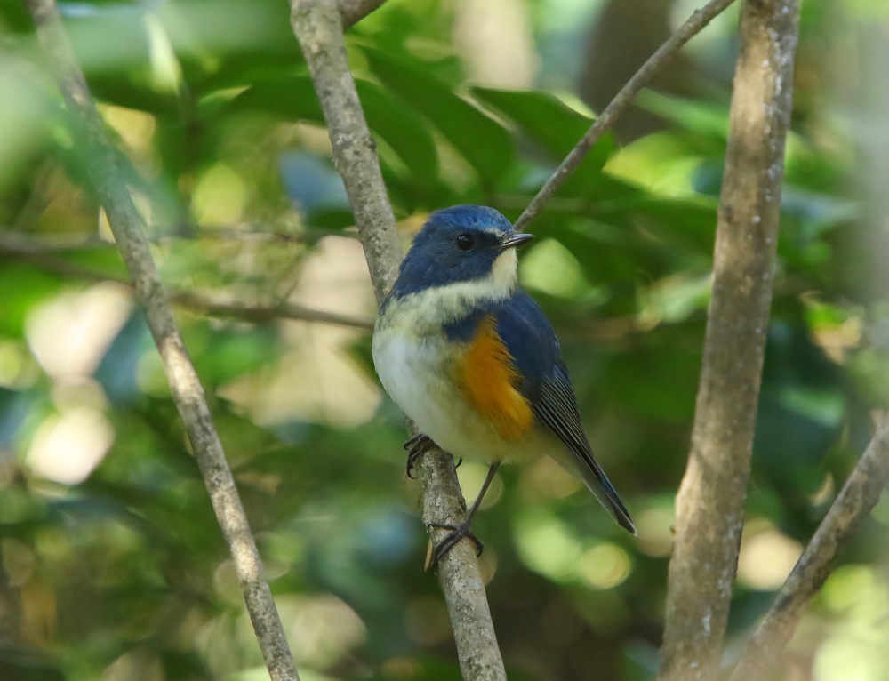 幸せを運ぶ青い鳥に会えました その2 ぶらり探鳥